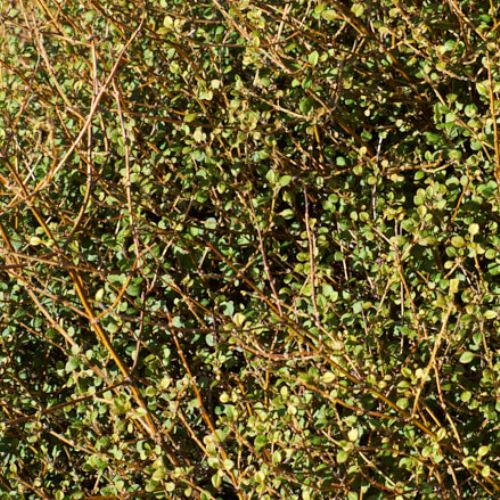 Coprosma virescens, Mingimingi - 2Ltr (40/70) - Image 2