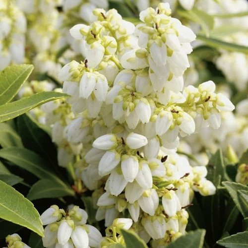 Pieris Sarabande - 4.5Ltr - Image 3
