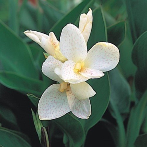 Canna Tropical White (dwarf) - Pb6.5 (40)
