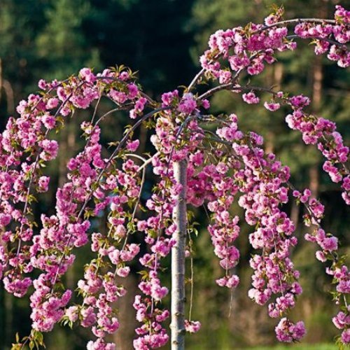 Prunus Kiku-Shidare Sakura, Cheals Flowering Cherry - 1. 8M STD - Image 2