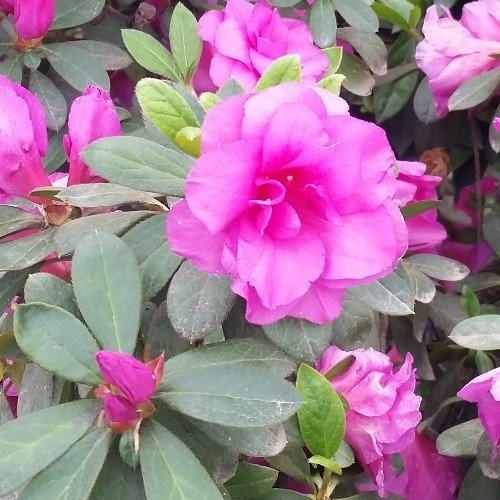 Azalea Happy Days - 1.25Ltr - Image 2