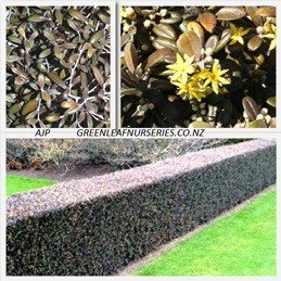 Corokia x Frosted Chocolate - Pb3 (40/50)