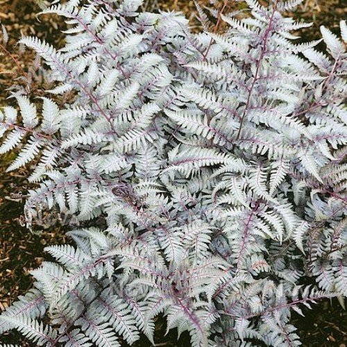 Athyrium Silver Falls, Japanese Painted Fern - 2Ltr - Image 2