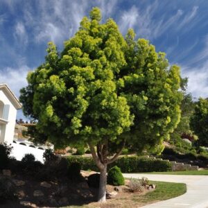 Podocarpus gracilior, Fern Pine - 3.5Ltr (140)