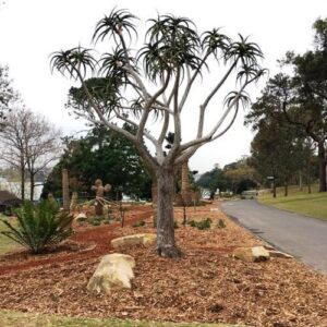 Aloe bainesii, Tree Aloe - Pb6.5