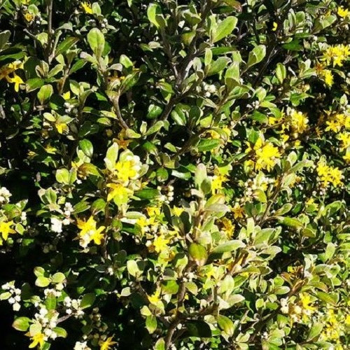 Corokia x Jaxon - Pb5 - Image 2