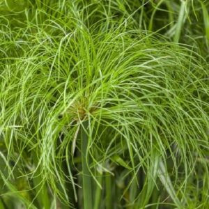 Cyperus p. Prince Tut, Papyrus - Pb12