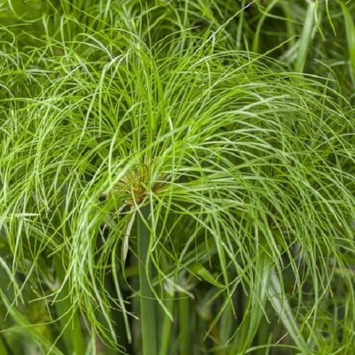 Cyperus p. Prince Tut, Papyrus - Pb12