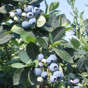 Blueberry Misty - Pb6.5