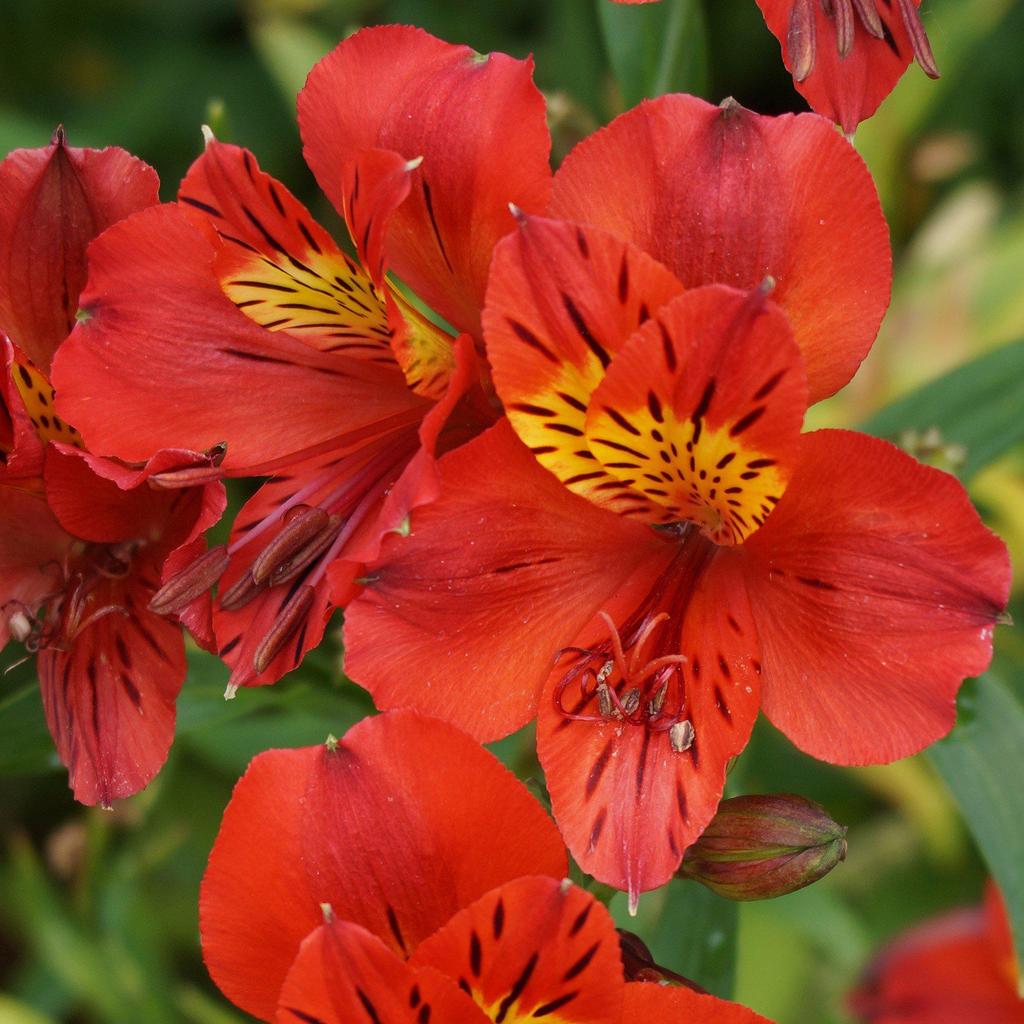 Alstroemeria Dwarf Red - Pb6.5 - Image 2