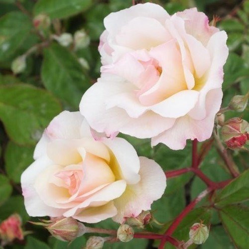 Rose Penelope (bush, hyb. musk) - Image 2