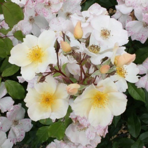 Rose Sally Holmes (old fashioned, bush) - Image 2