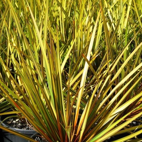 Libertia i. Tricolor – 1.5Ltr