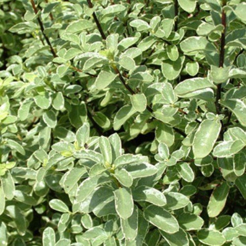 Pittosporum Ivory Pillar - Pb6.5 - Image 2