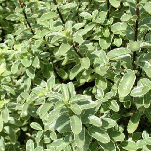 Pittosporum Ivory Pillar - Pb6.5