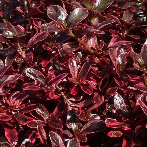Coprosma Fireburst - Pb6.5 - Image 2