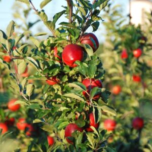 Apple Mother - Pb12