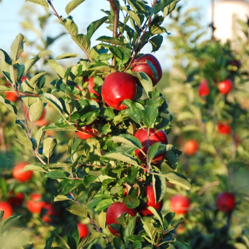 Apple Mother - Pb12