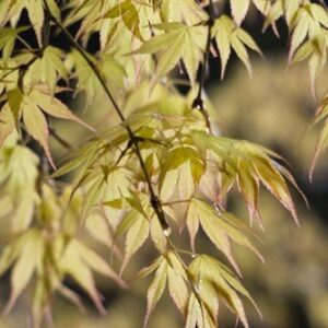 Acer Katsura - Pb28