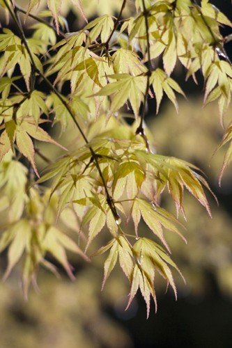 Acer Katsura - Pb28