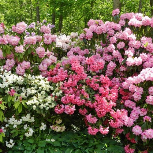 Rhododendron assorted - Pb6.5 - Image 2