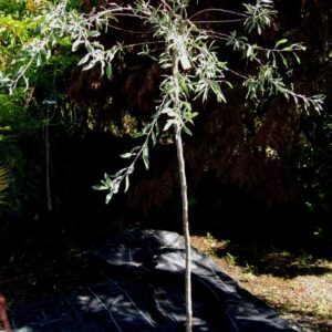Pyrus Pendula STD, Weeping Silver Pear - 25Lt