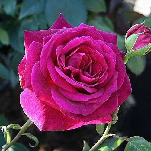Rose Blackberry Nip (hyb. tea, standard) - Image 2
