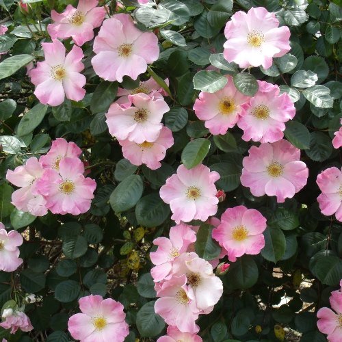 Rose Sparrieshoop (old fashioned) - Image 2