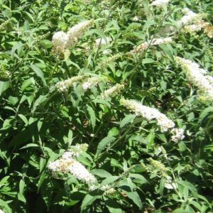 Buddleia f. Alba, Butterfly Bush - 3Ltr