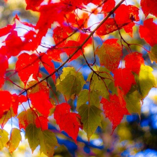 Acer caudatifolium, Snakebark Maple - Pb6.5 - Image 2