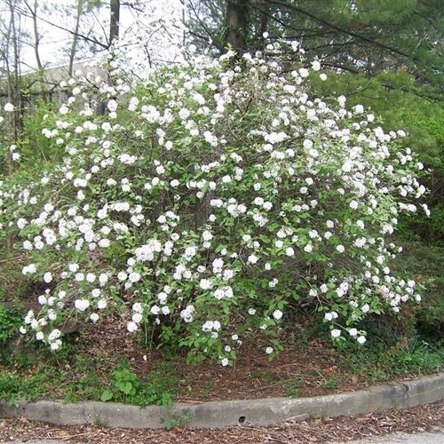 Viburnum carlesii, Arrowwood -Pb5