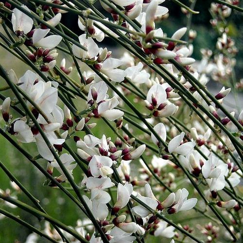 Genista monosperma, Bridal Veil Broom - Pb6.5 - Image 2