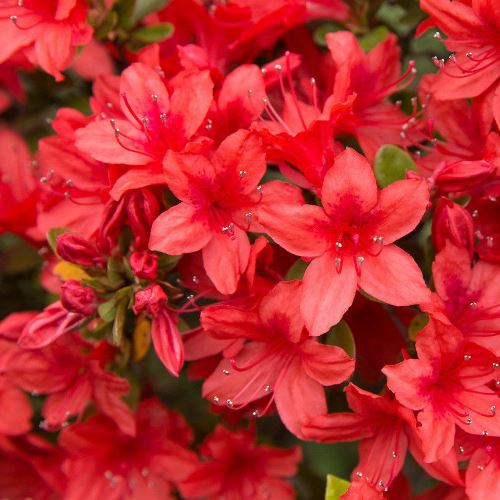 Azalea Nak Winter Green - 1.25Ltr - Image 2