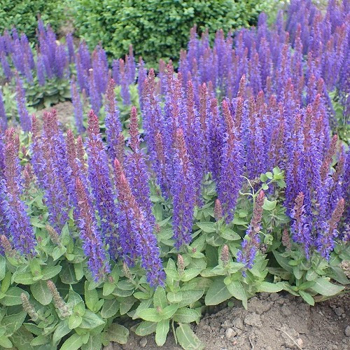 Salvia Blue Hill - 1.5Ltr (10/20)