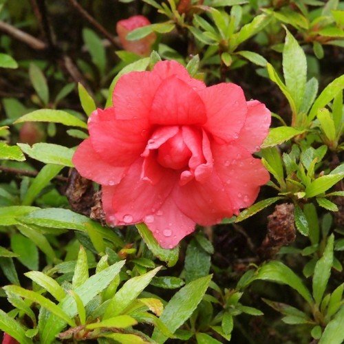 Azalea balsaminaeflorum - 1.25Ltr - Image 2
