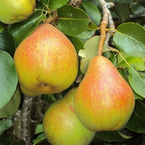 Pear Double Doyenne Du Comice/Buerre Bosc - Image 2