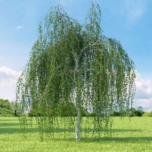 Betula pendula Youngii, Young's Weeping Birch - 25ltr