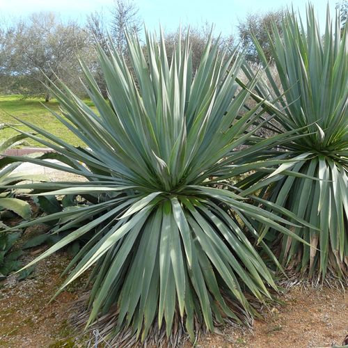 Furcraea bedinghausii - Pb40 90/100 large grade