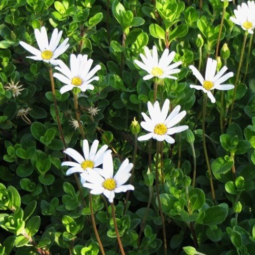 Felicia White Star - Pb6.5 - Image 2