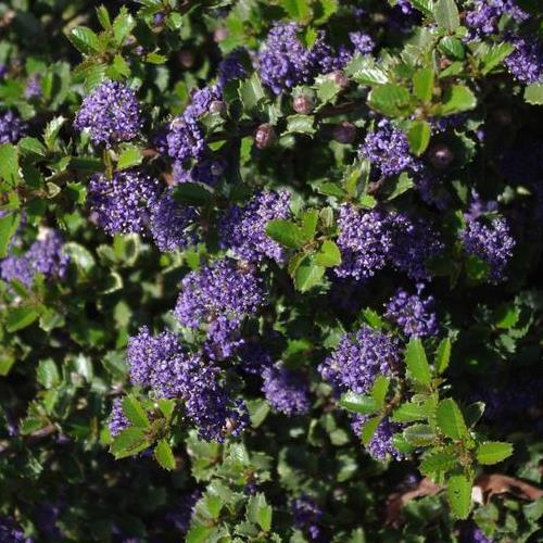 Ceanothus Emily Brown - Pb5 - Image 2