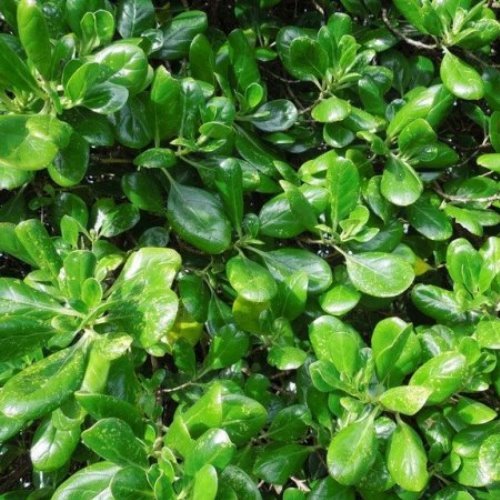 Coprosma repens - Pb3/Pb5 (70/100) - Image 2