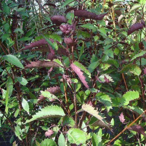 Hoheria s. Purple Lacebark - Pb6.5 - Image 2