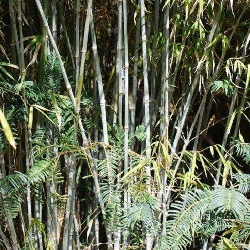 Fargesia nitida, Fountain Bamboo - 2.5Ltr - Image 2
