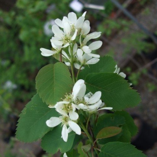 Amelanchier alnifolia, Saskatoon Serviceberry - Pb6.5 - Image 2