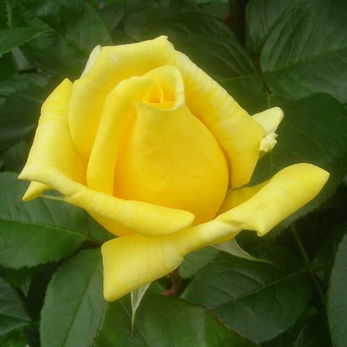 Rose Landora (bush, hyb. tea) - Image 2