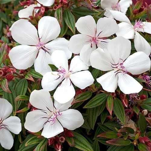 Tibouchina Peace Baby, Dwarf Lasiandra - 2.5Ltr - Image 2