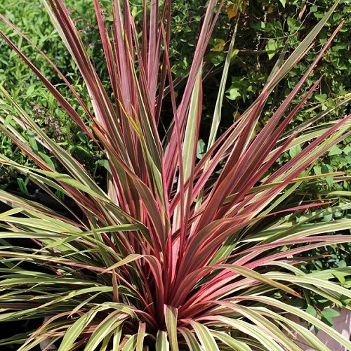 Cordyline x Can Can - Pb6.5 - Image 2