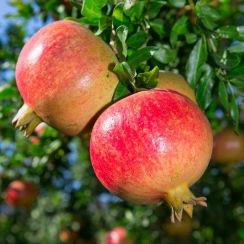 Pomegranate Eversweet - 2Ltr/3Ltr - Image 3