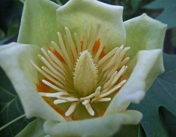 Liriodendron Snowbird, Tulip Tree - Pb28/60 (150/300