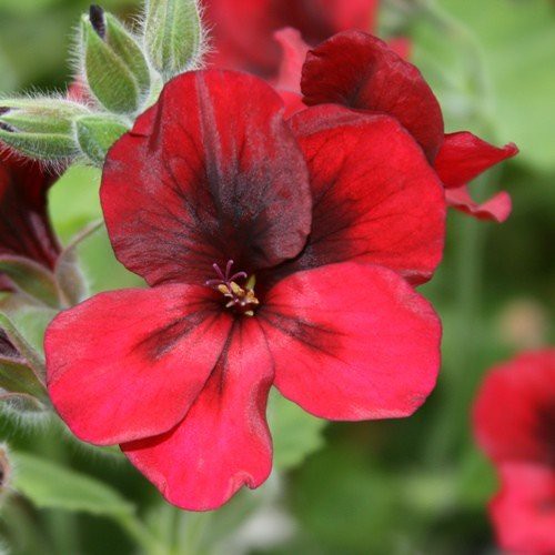 Pelargonium Voodoo - Pb6.5